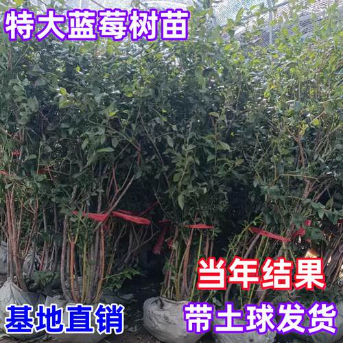 特大蓝莓树果苗L25兔眼奥尼尔南北方庭院盆栽地栽当年结果蓝莓苗 - 图1