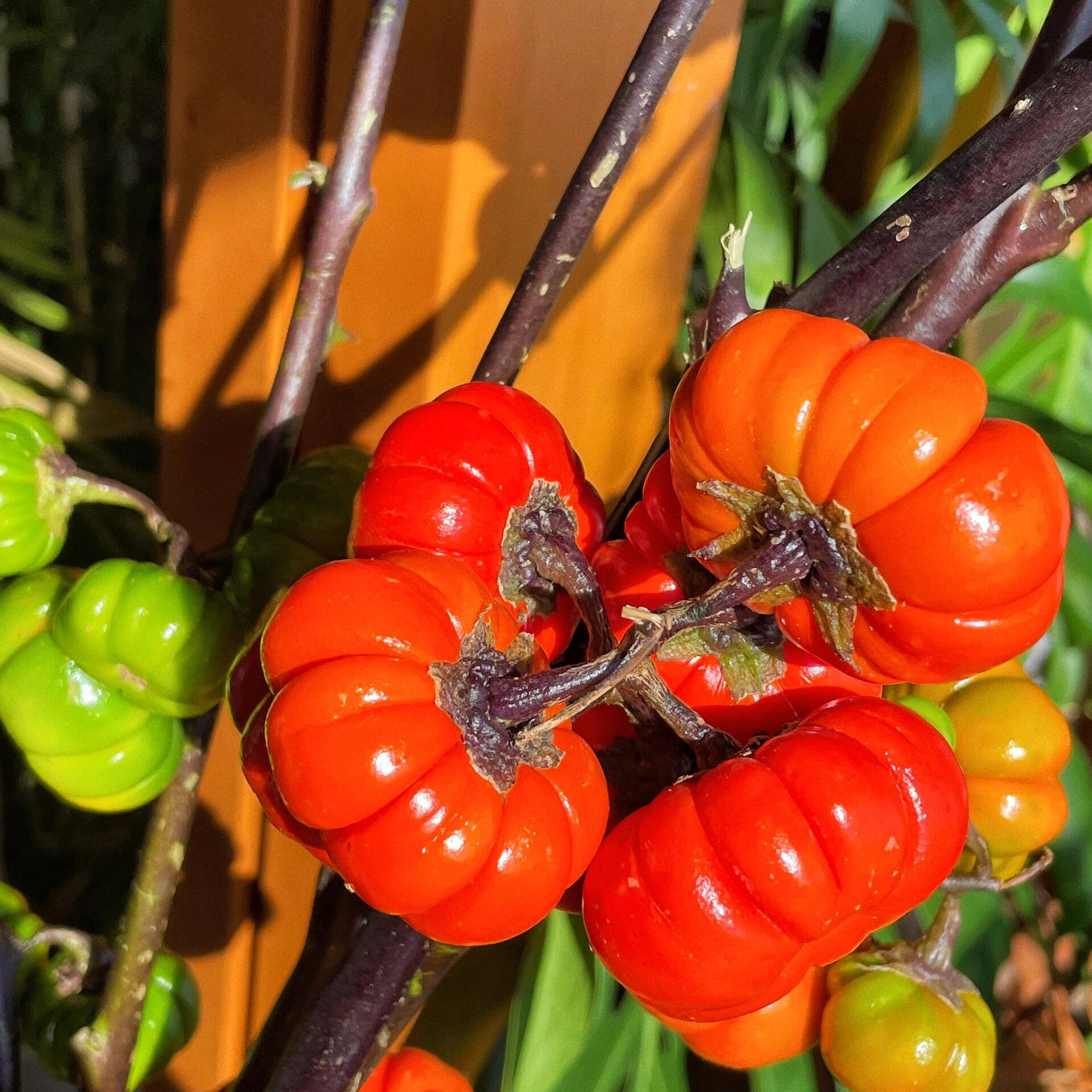 稀有小众花材云南水培小南瓜好养趣味十足 - 图1