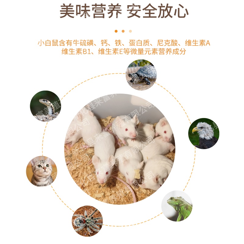 活体乳鼠红粉皮白霜无菌喂角蛙饲料爬虫猫粮小白鼠爬宠顺丰发货 - 图2