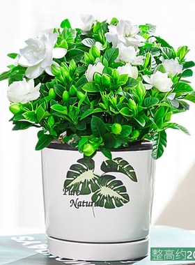 木本绿植花卉 栀子花小盆 阳台盆景桌面小盆栽植物花草室内