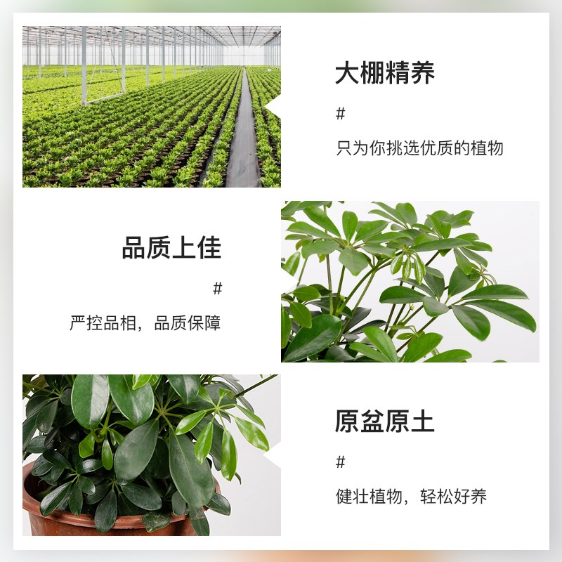 八方来财鸭脚木盆栽客厅办公室内招财绿植物花卉发财树苗四季常青 - 图1