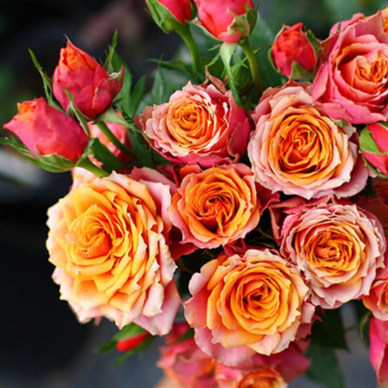 惠惠的花园 阳台微月永远的那不勒斯多季开花不断勤花盆栽玫瑰,淘宝优惠券,粉丝福利购,淘宝优惠卷