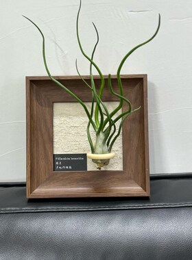 磁吸空气凤梨g相框墙挂支架装饰画办公室客厅现代简约绿植软装摆