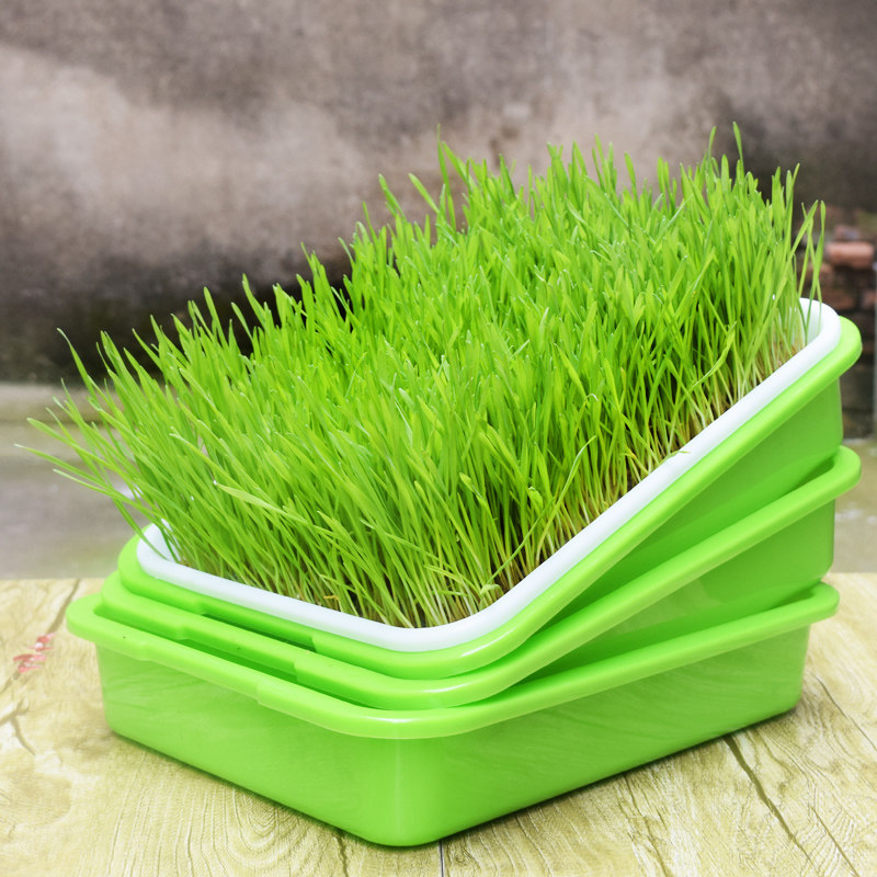 加厚种菜盆室内芽苗菜豌豆苗豆芽盘无土育苗水培蔬菜阳台家用盆,淘宝优惠券,粉丝福利购,淘宝优惠卷