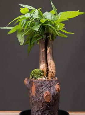 发财树办公室装饰客厅简约网红玄关送礼陶瓷绿植盆景创意桌面摆件