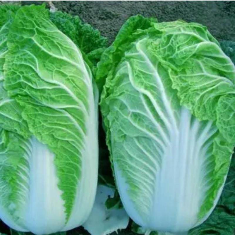 全自动碎骨机碎肉机40型高速食品斩拌机变频调速斩拌设备,淘宝优惠券,粉丝福利购,淘宝优惠卷