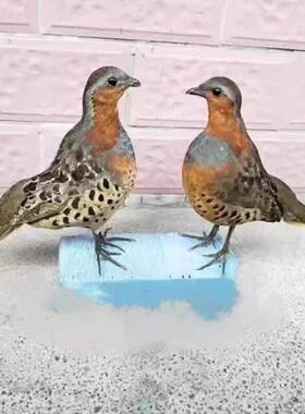 新款竹鸡假媒竹鸡模型园林竹鸡户外竹鸡摆件室外彷真羽毛竹鸡模型