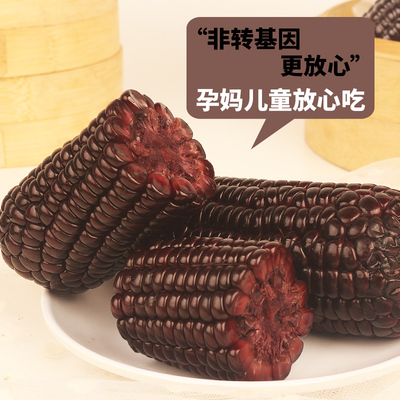 正宗应季黄糯玉米真空包装袋装黑糯玉米黏糯苞米独立包装低脂早餐