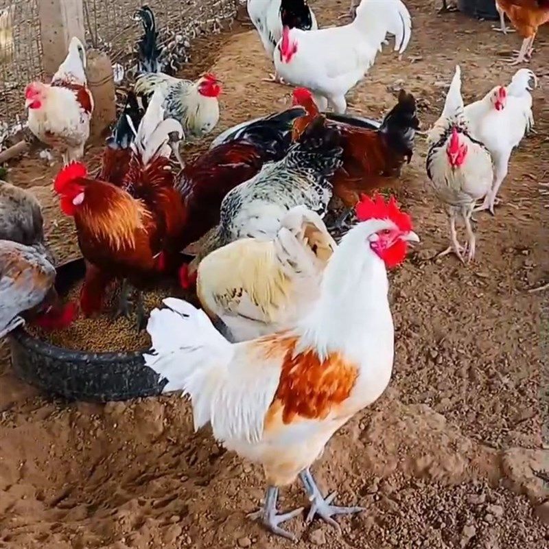 纯白鸡宠物鸡白羽鸡红羽观赏鸡成年鸡下蛋鸡花柴鸡老品种鸡,淘宝优惠券,粉丝福利购,淘宝优惠卷