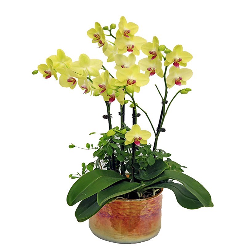 蝴蝶兰盆栽带花剑带花苞花苗兰花大苗客厅室内植物花卉四季好养活 - 图2