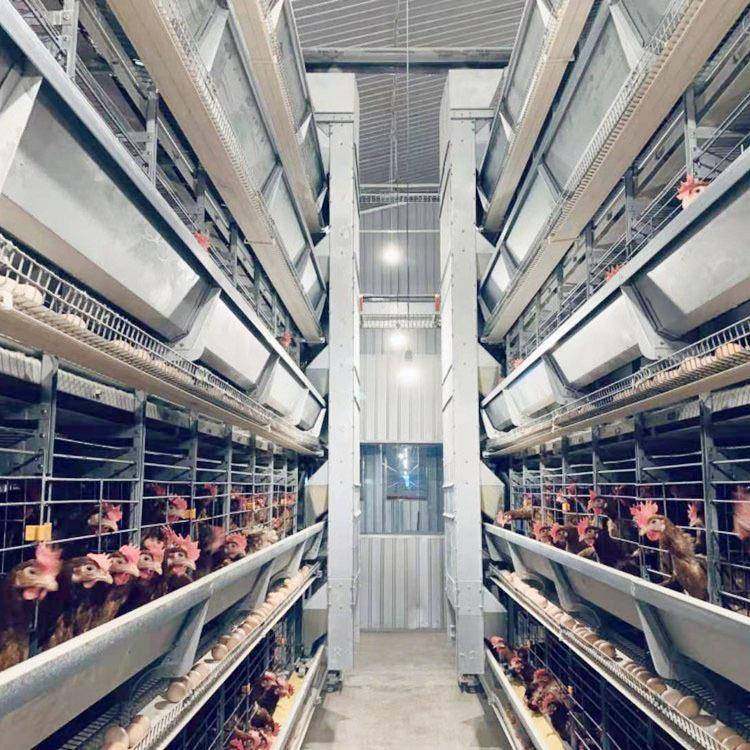 全自动养鸡设备立式大层叠3层/4层热镀锌蛋鸡笼智能饲料多层机械,淘宝优惠券,粉丝福利购,淘宝优惠卷