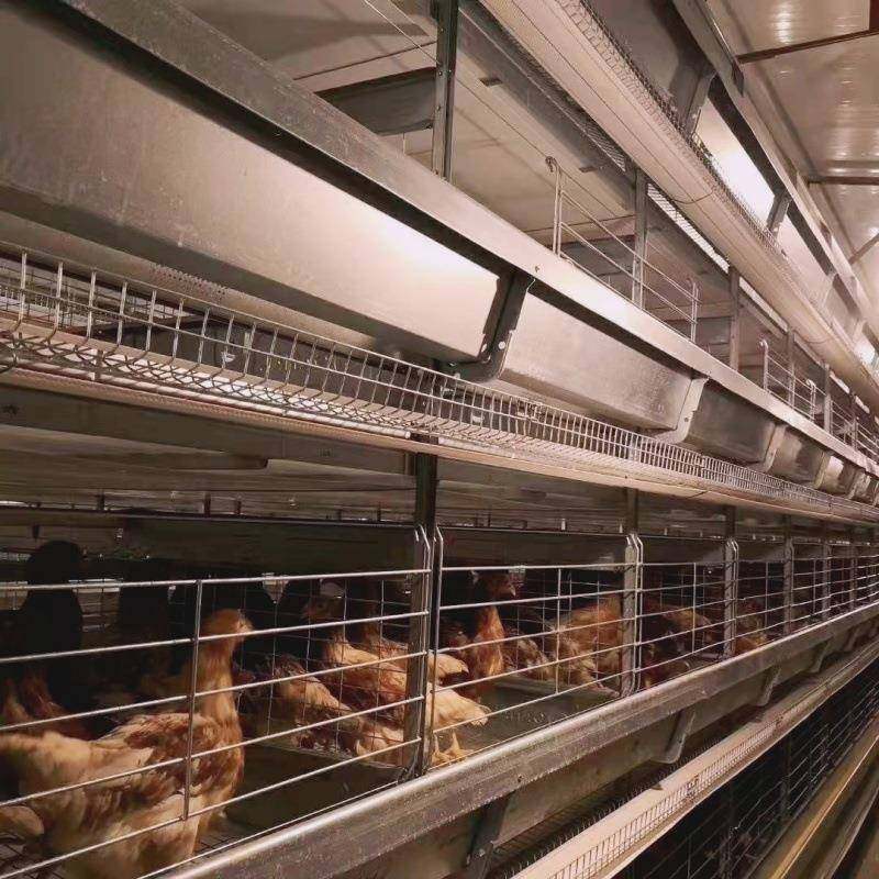 厂家热镀锌大层叠蛋鸡笼集蛋清粪一体全自动养殖设备肉鸡笼,淘宝优惠券,粉丝福利购,淘宝优惠卷