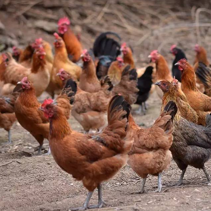 纯种麻羽鸡活苗产蛋王土鸡小鸡活苗下蛋鸡绿壳蛋鸡活体,淘宝优惠券,粉丝福利购,淘宝优惠卷