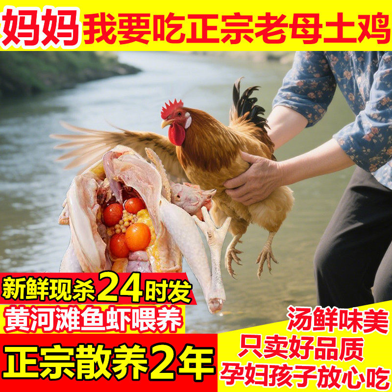 2年黄河滩黄油老母鸡带蛋纯土鸡笨鸡柴鸡农家散养走地鸡整只鸡,淘宝优惠券,粉丝福利购,淘宝优惠卷