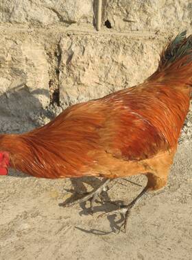 家禽标本模型制作大公鸡标本真母鸡土鸡笨鸡羽毛原鸡道具影视摆件