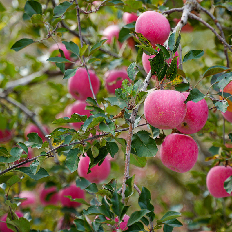 【烈儿超值年货节 】三色苹果（红富士+维纳斯+王林苹果） 礼盒装,淘宝优惠券,粉丝福利购,淘宝优惠卷