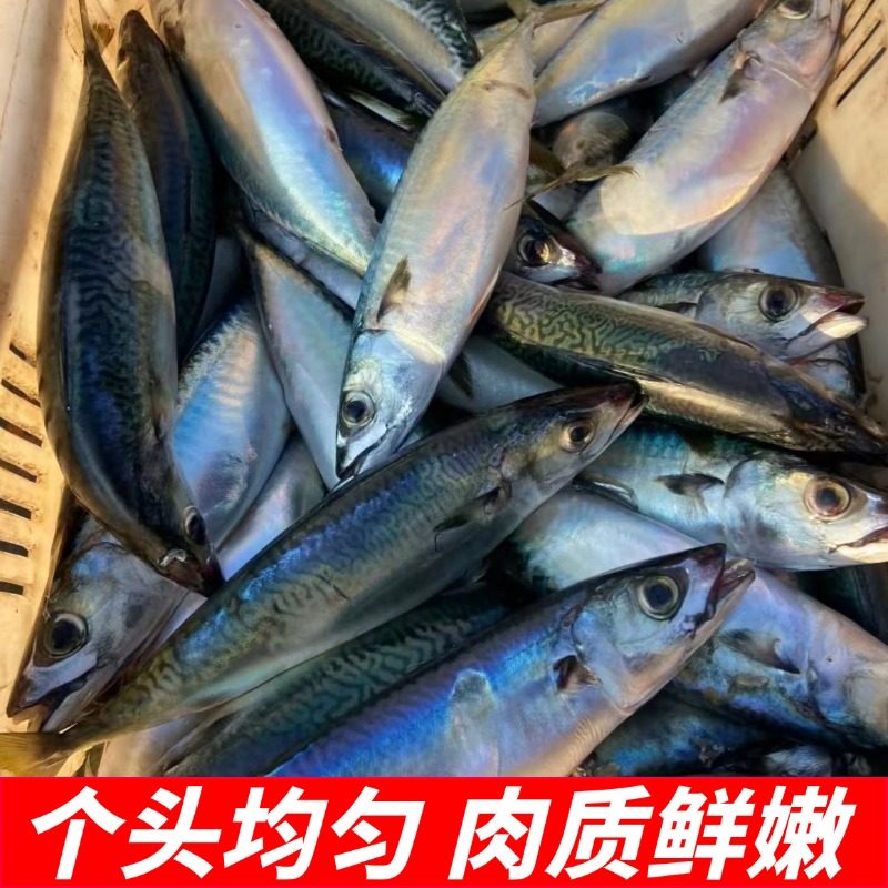 鲐鲅鱼新鲜青占鱼鲜活冷冻整箱海鲜水产马鲛鱼鲭鱼燕青鱼鲅鱼10斤,淘宝优惠券,粉丝福利购,淘宝优惠卷