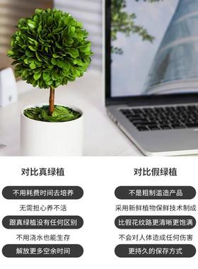 办公室工位桌面绿植上班情绪稳定神器客厅旺宅植物小摆件家居装饰