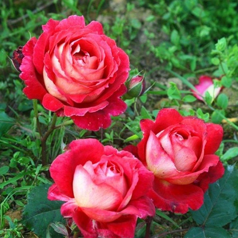 马萨德医生月季花苗开花玫瑰小苗四季盆栽花卉爬藤植物蔷薇树绿植,淘宝优惠券,粉丝福利购,淘宝优惠卷