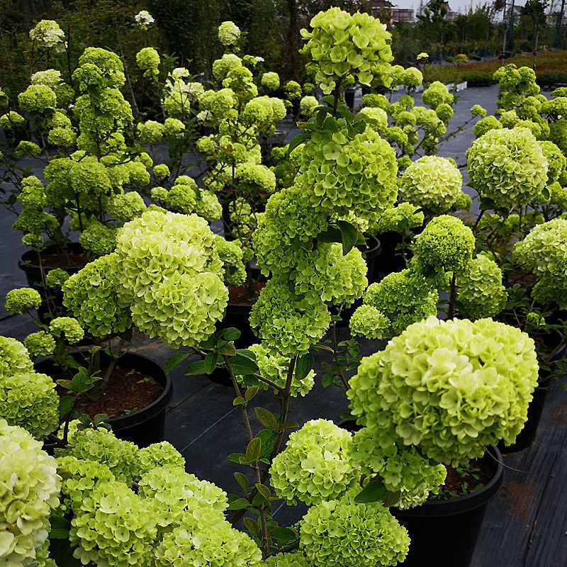 木本绣球树苗中华木绣球苗麻球琼花树苗八仙绣球花苗盆栽庭院植物,淘宝优惠券,粉丝福利购,淘宝优惠卷