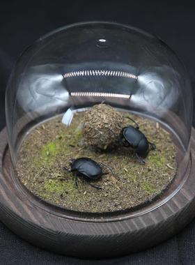 【前行】甲虫标本屎壳郎推粪球蜣螂圣甲虫微景观桌面家居摆件礼物