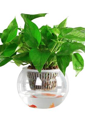 水培定植篮瓶绿萝白掌水养容器盆圆球形鱼缸