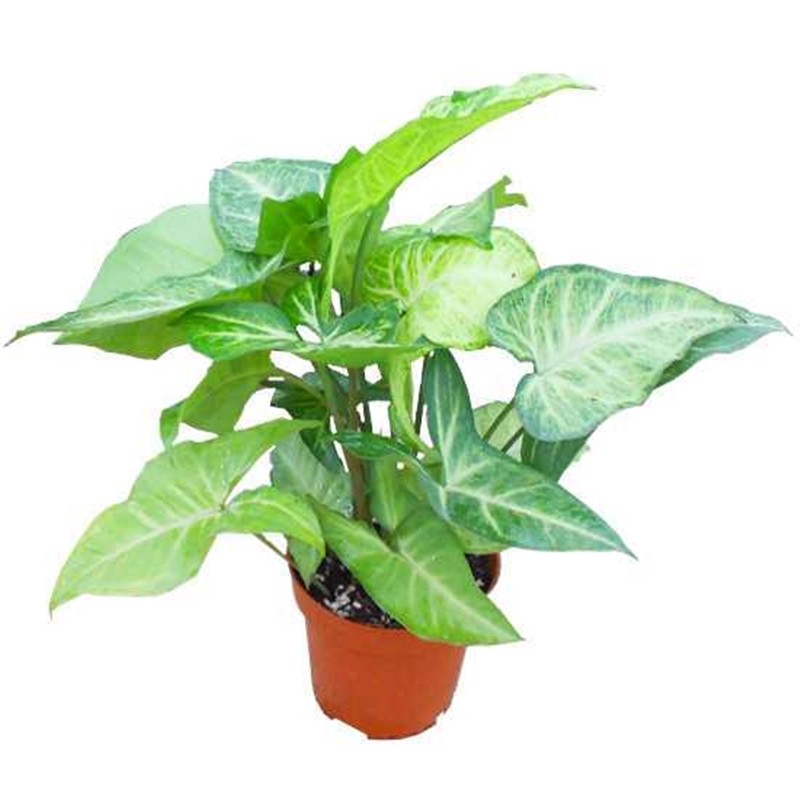 合果芋办公室书房客厅室内红粉佳人净化空气花卉盆栽盆景绿植水养,淘宝优惠券,粉丝福利购,淘宝优惠卷