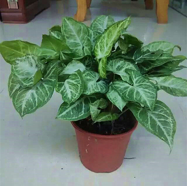 合果芋办公室书房客厅室内红粉佳人净化空气花卉盆栽盆景绿植水养,淘宝优惠券,粉丝福利购,淘宝优惠卷