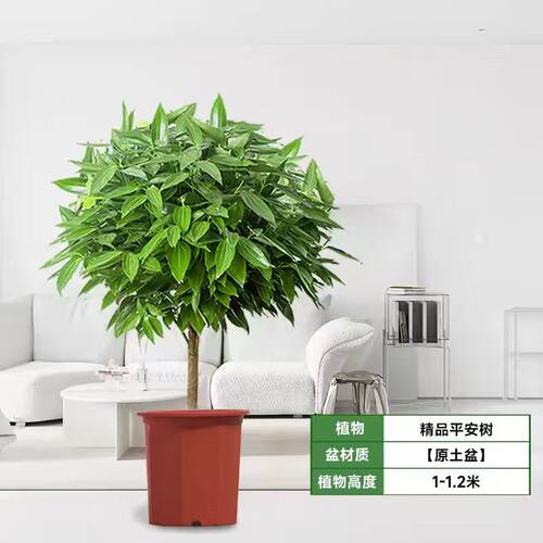 平安树客厅盆栽大型绿植室内招财树植物阳台幸福树易活树苗发财树 - 图1