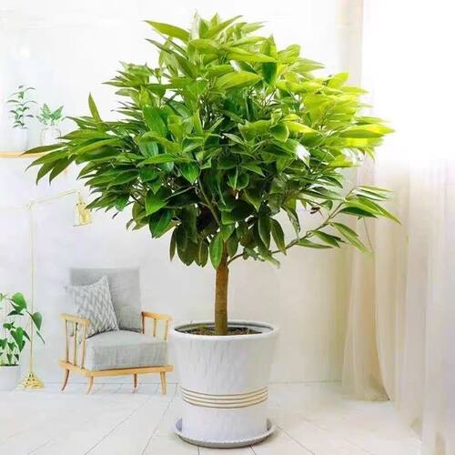平安树客厅盆栽大型绿植室内招财树植物阳台幸福树易活树苗发财树 - 图2