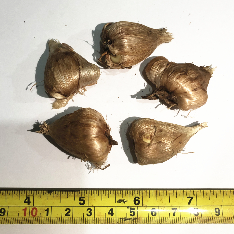 进口香雪兰种球小苍兰盆栽带花苞室内外四季播种卉绿植物好养重瓣 - 图3