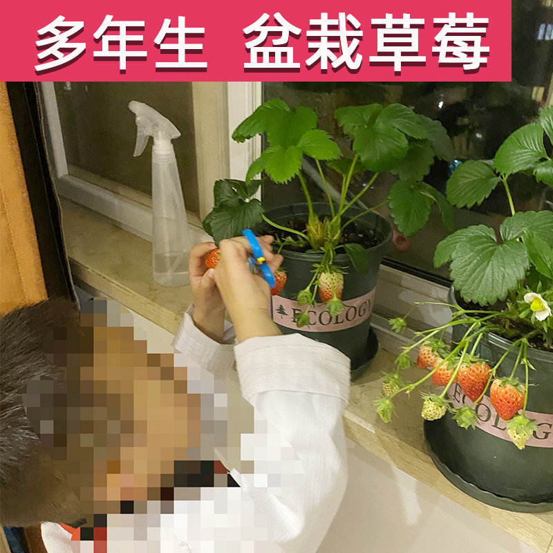 草莓苗四季结果盆栽草莓苗秧99草莓苗奶油草莓苗特大号高山草莓苗,淘宝优惠券,粉丝福利购,淘宝优惠卷