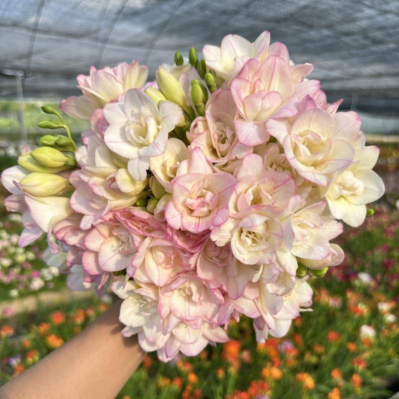 进口香雪兰种球小苍兰盆栽带花苞室内外四季播种卉绿植物好养重瓣 - 图0