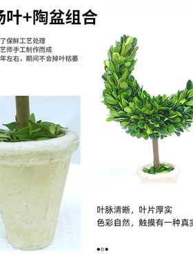 馨颜植创意手工桌面摆件家居装饰品客厅室内绿植圣诞节月亮树礼物