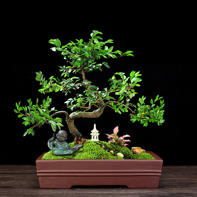 紫砂花盆精品长方形大号腰圆阳台桌面绿植盆景盆室内假山多肉老桩 - 图2