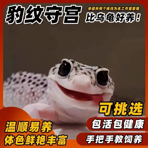 可挑选豹纹守宫蜥蜴宠物小火龙幼体入门级爬宠活物爬虫易好养另类 - 图0
