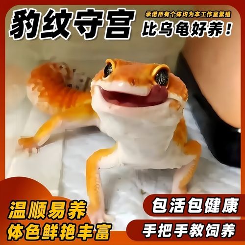 可挑选豹纹守宫蜥蜴宠物小火龙幼体入门级爬宠活物爬虫易好养另类 - 图1