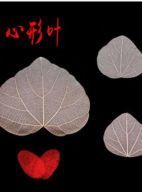 【真的树叶做成】 各种手工树叶叶脉 叶脉花DIY材料标签贴画标本