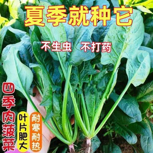 夏播王超耐热菠菜种子高产红根大叶耐高温波菜子秋季播种蔬菜种籽 - 图0