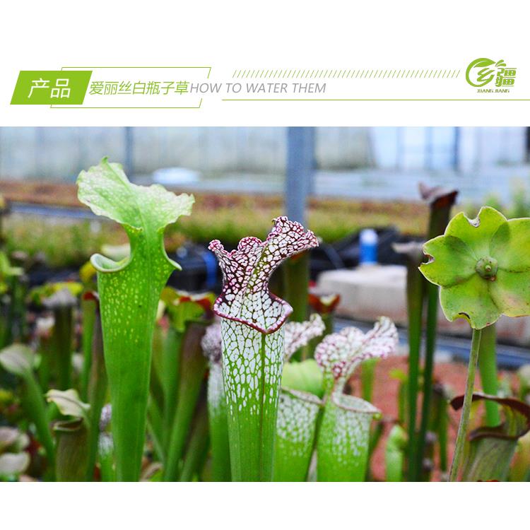 基地直销【爱丽丝白瓶子草】食虫植物捕蝇草猪笼草驱蚊草多肉盆栽 - 图1