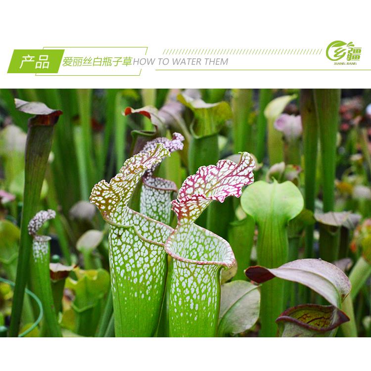 基地直销【爱丽丝白瓶子草】食虫植物捕蝇草猪笼草驱蚊草多肉盆栽 - 图2