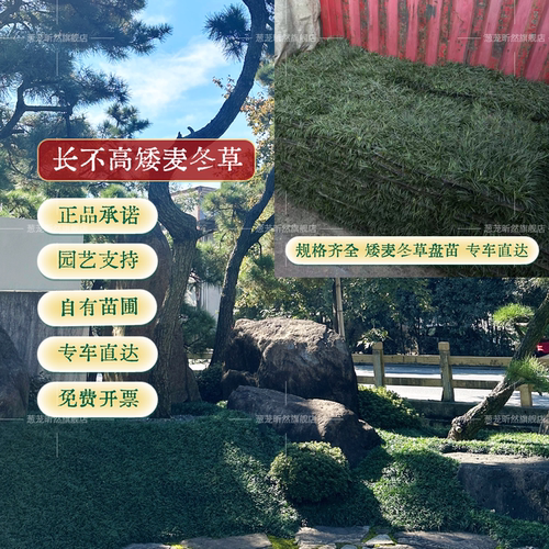 矮麦冬庭院绿化麦冬草苗沿阶草耐阴耐寒常绿麦冬地被植物玉龙草 - 图3