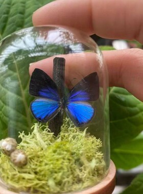 迷你玻璃罩文玩核桃印章小葫芦透明防尘展示盒小花束diy装饰摆件