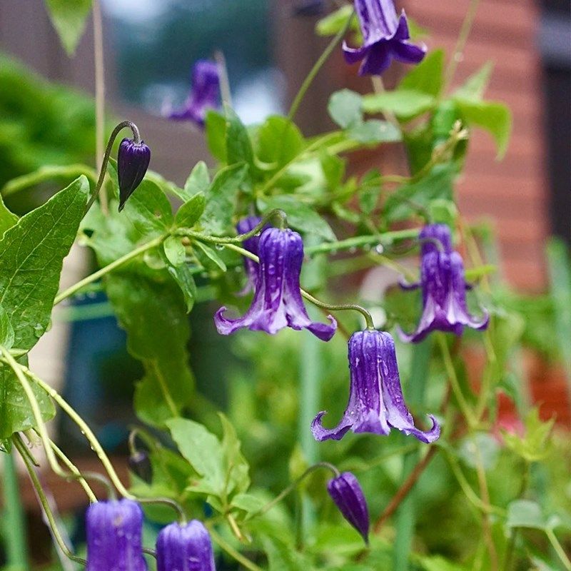 如古铁线莲花苗多年生攀援爬藤花卉可爱铃铛阳台观花垂吊藤蔓植物,淘宝优惠券,粉丝福利购,淘宝优惠卷