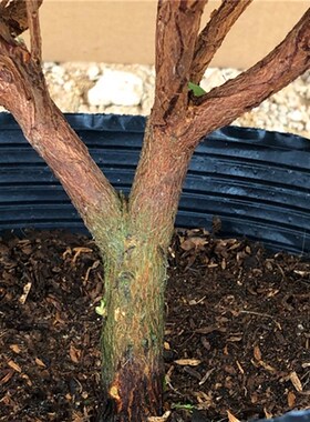 杜鹃花带花苞大盆栽植物四季开花不断花卉室内带观花植物耐寒好养