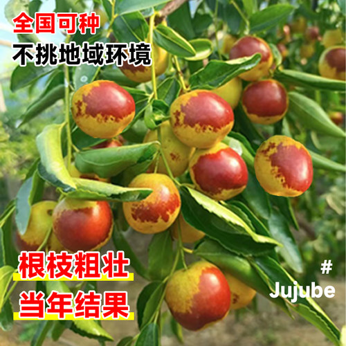 枣树活苗大枣超甜特大号沾化冬枣果树苗盆栽庭院地栽大树嫁接果苗 - 图1