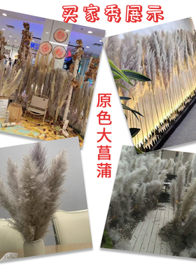 芦苇干燥花网红花束真花客厅摆设室内落地J装饰摆饰商场造景大穗