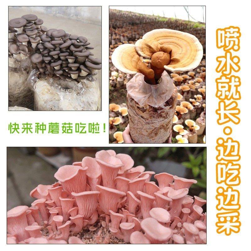 蘑菇种植菌包食用菌黑平菇香菇种子袋装栽培多肉园艺蘑菇盆栽菌棒,淘宝优惠券,粉丝福利购,淘宝优惠卷