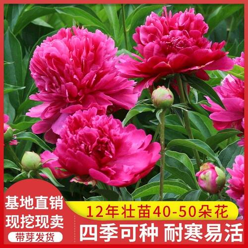 芍药花苗庭院花卉四季开花易活芍药根块带芽室内盆栽室外阳台植物 - 图2