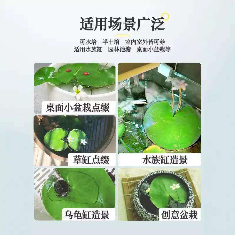 一叶莲无土水生水培植物水生水养鱼盆池碗莲盆栽莲花水养池塘水生,淘宝优惠券,粉丝福利购,淘宝优惠卷